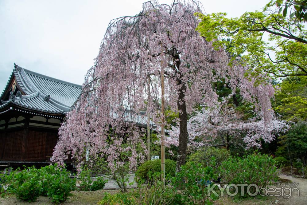 法金剛院　本堂と桜