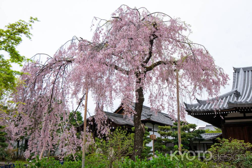 法金剛院　凛と待賢門院桜