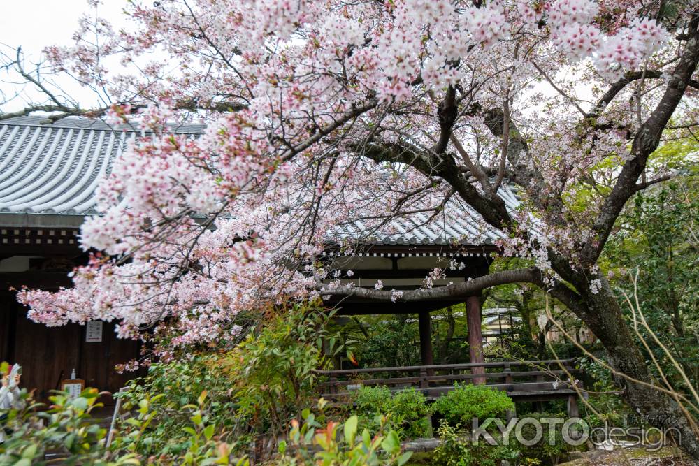 法金剛院　春の訪れ