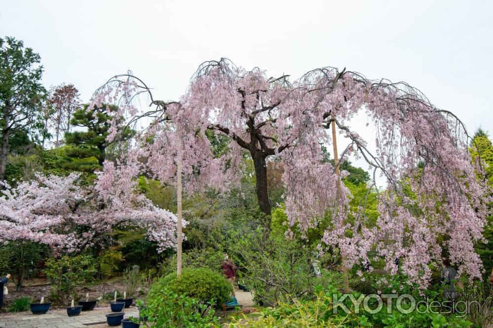 法金剛院　羽を広げて