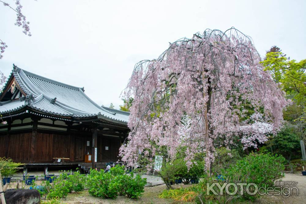 法金剛院　雅な桜