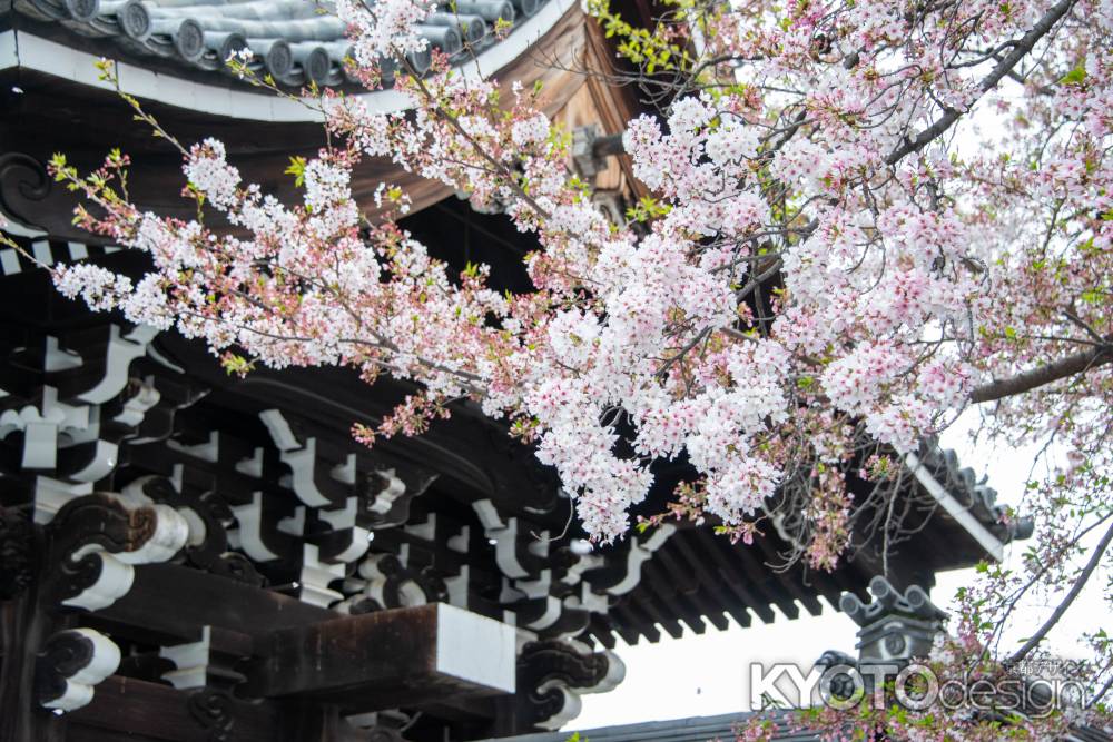 佛光寺　御影堂門脇の桜