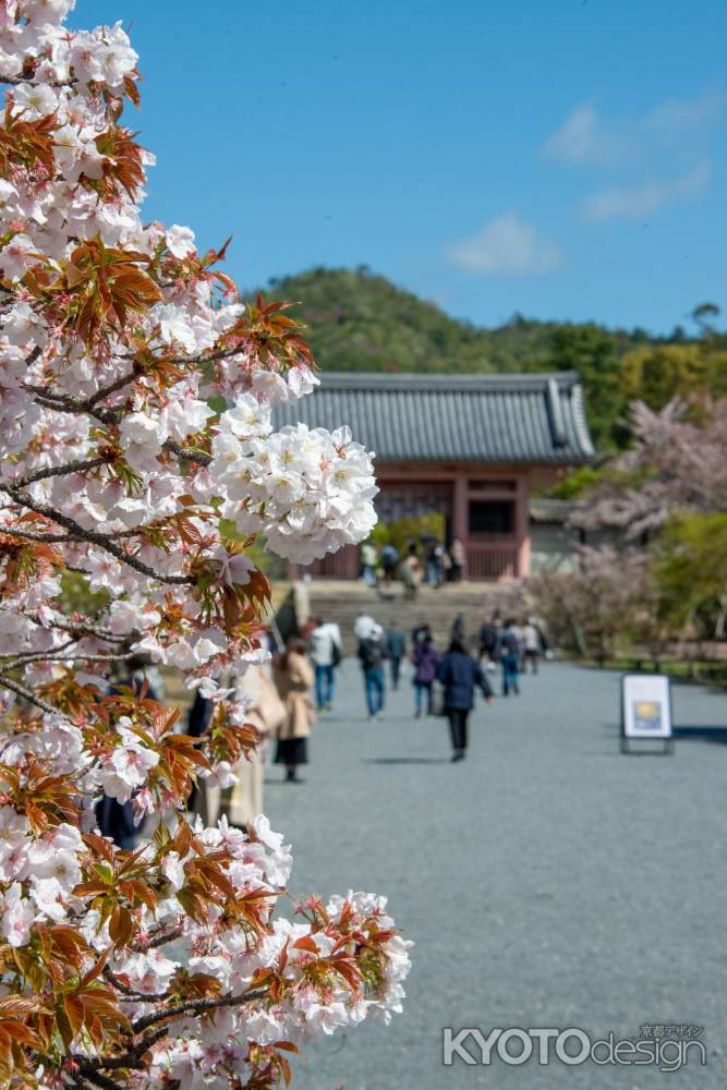 仁和寺　中門へ