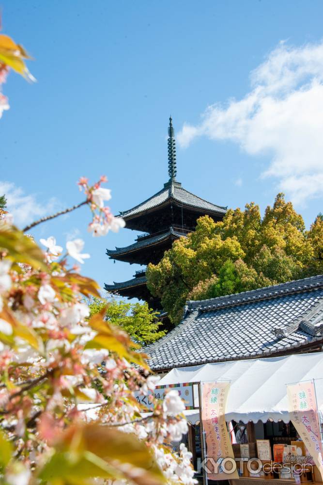 仁和寺　桜と五重塔