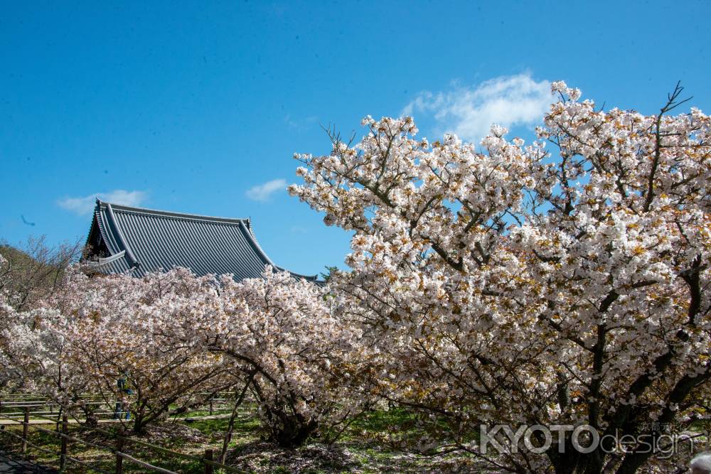 仁和寺　大屋根を望む