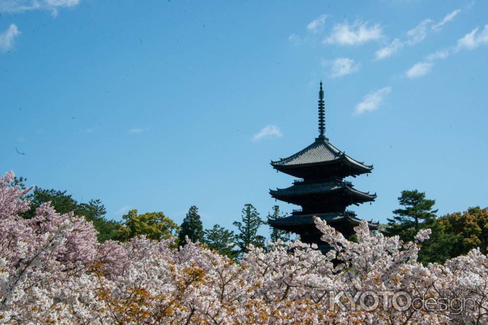 仁和寺　御室桜一面に