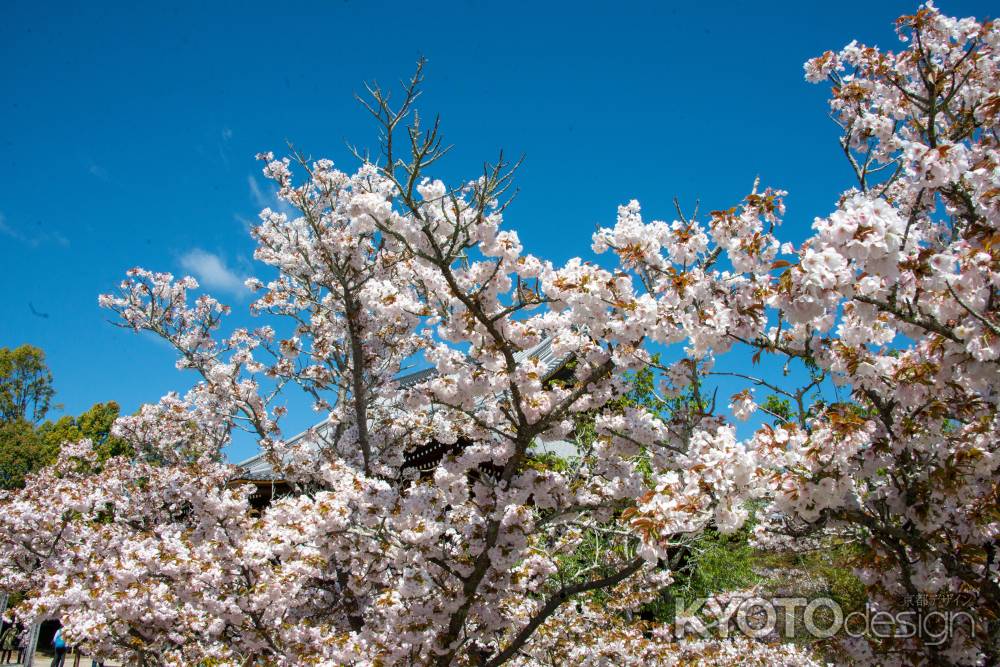 仁和寺　春めく空