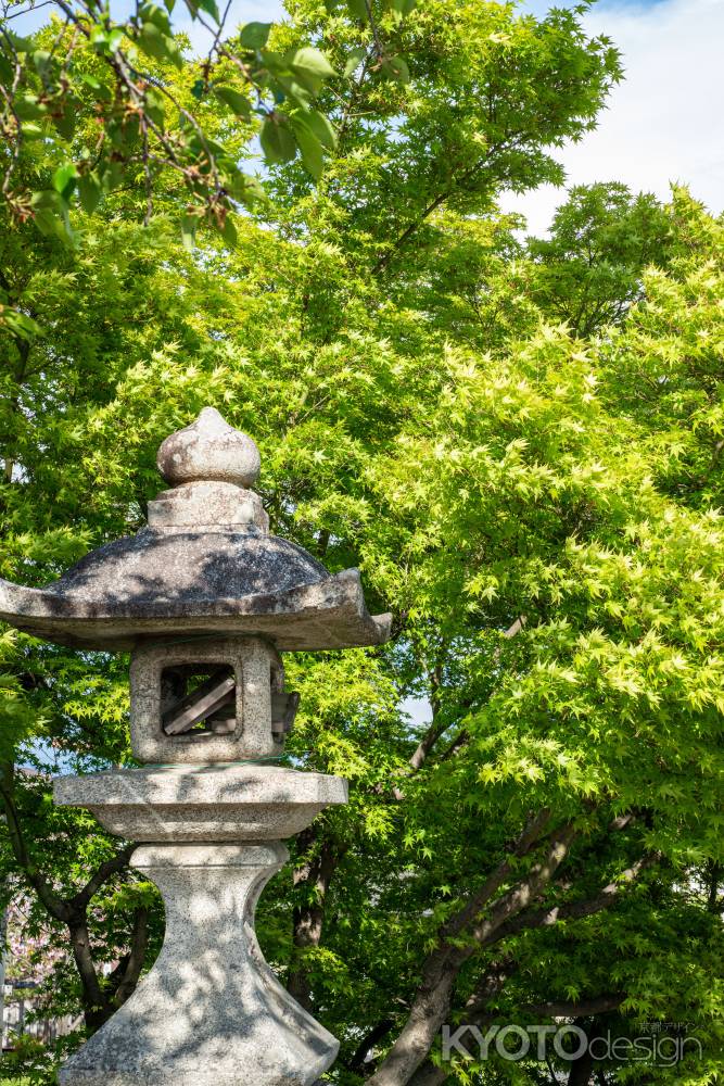 長岡天満宮　青もみじと石灯篭