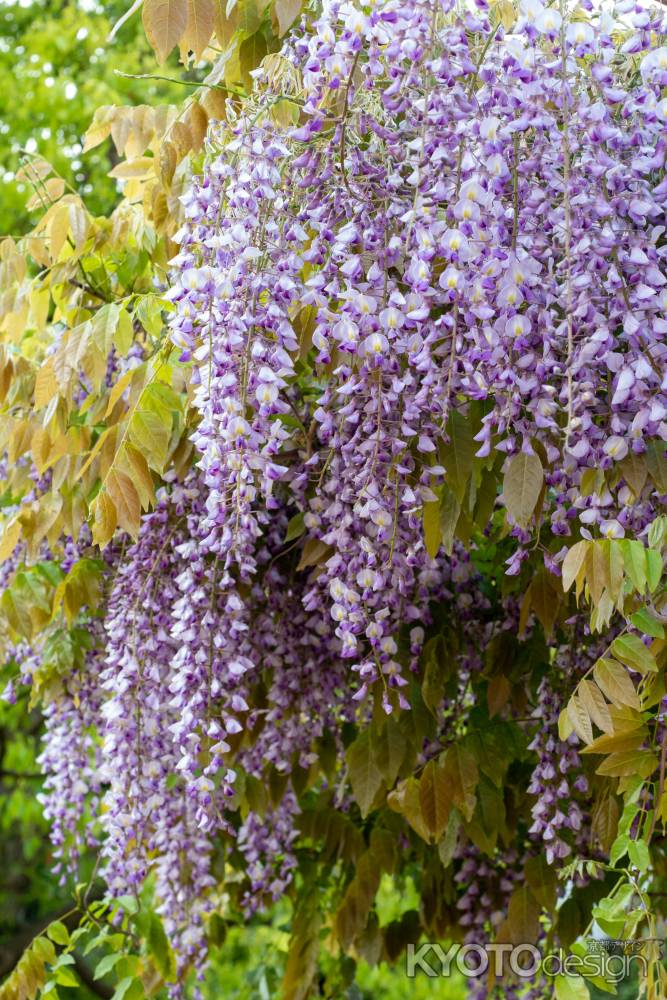 長岡天満宮　連連なる藤の花