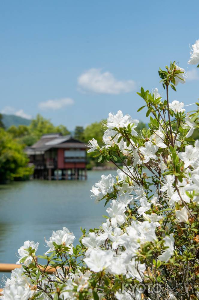 長岡天満宮　池と白つつじ