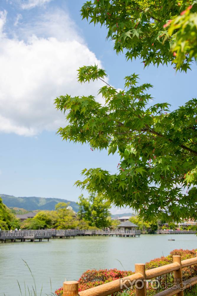 長岡天満宮　池辺の青紅葉