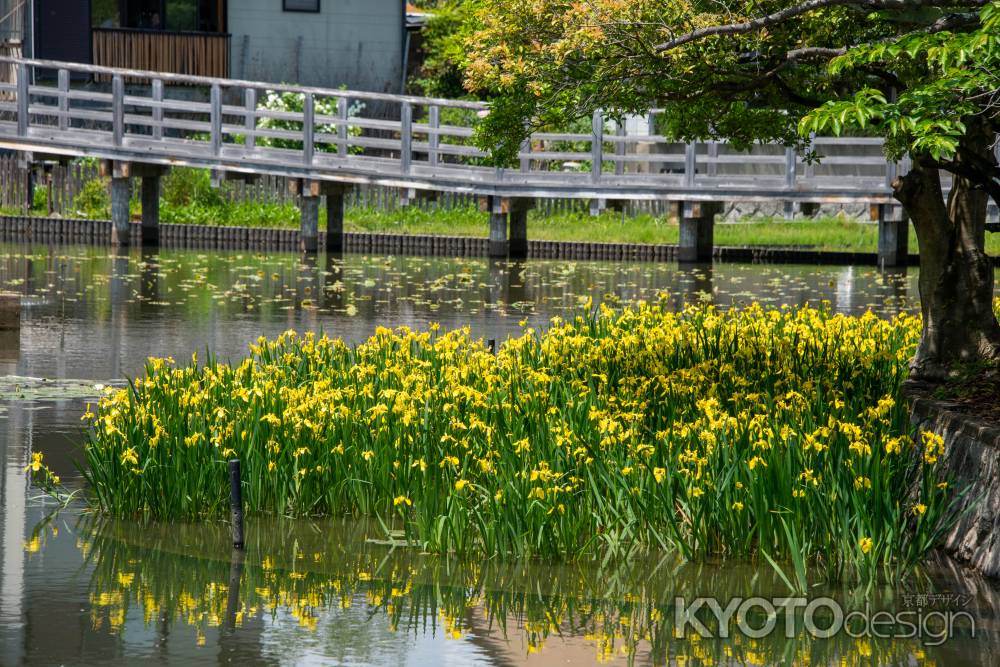 長岡天満宮　黄菖蒲