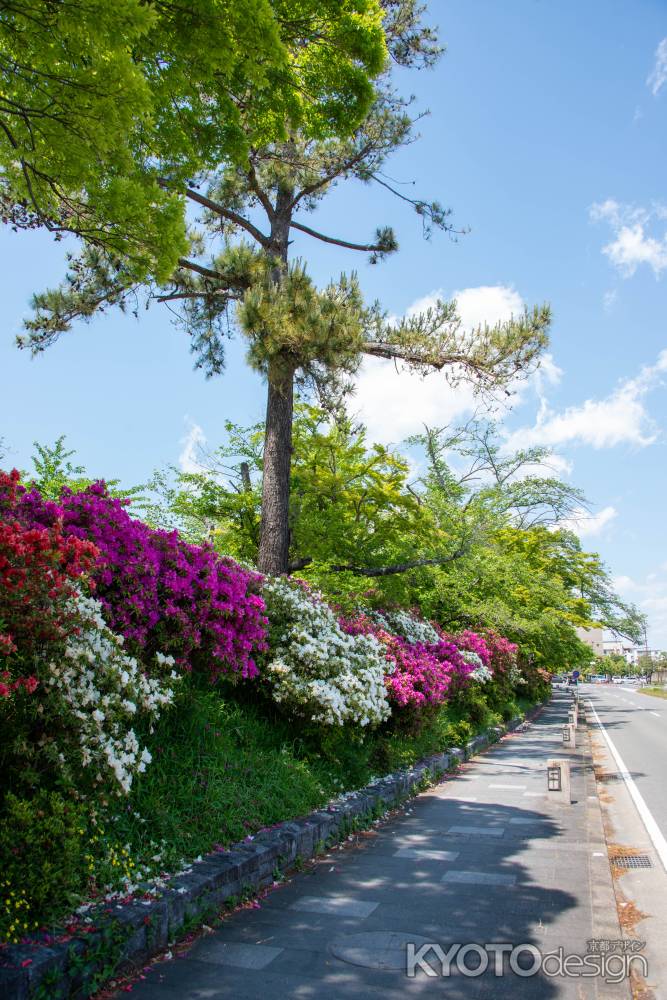 長岡天満宮　つつじ道