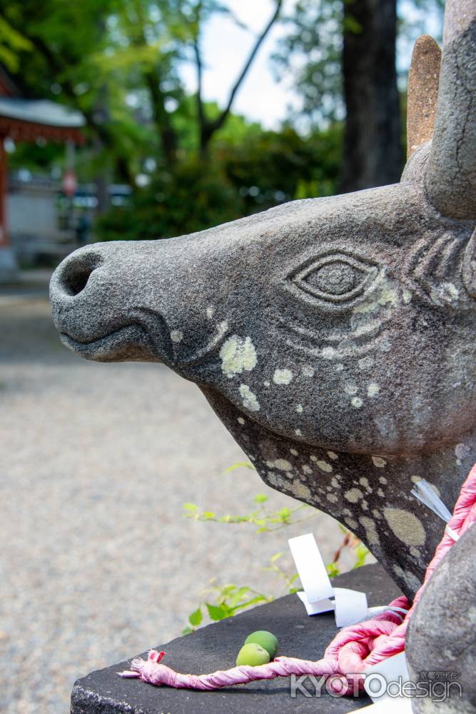 長岡天満宮　牛の横顔