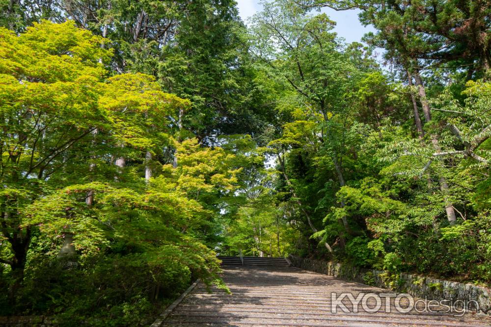 光明寺　緑の参道