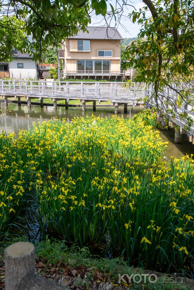 長岡天満宮　黄菖蒲あふれ