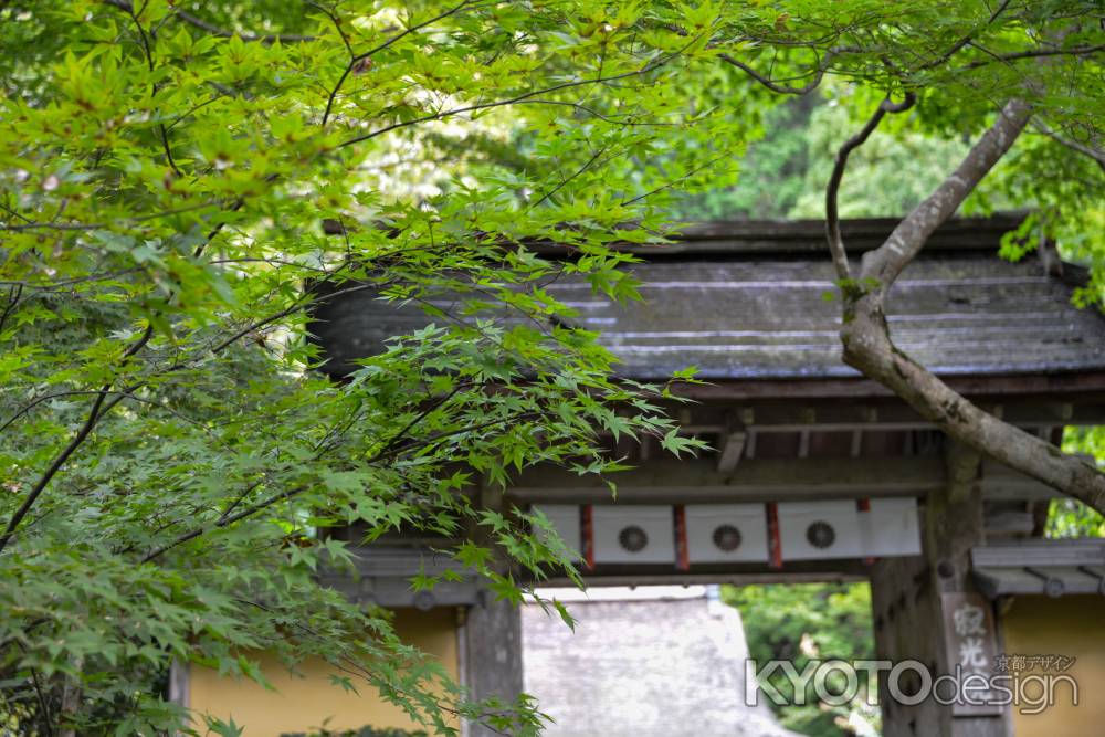 寂光院　青もみじの門前