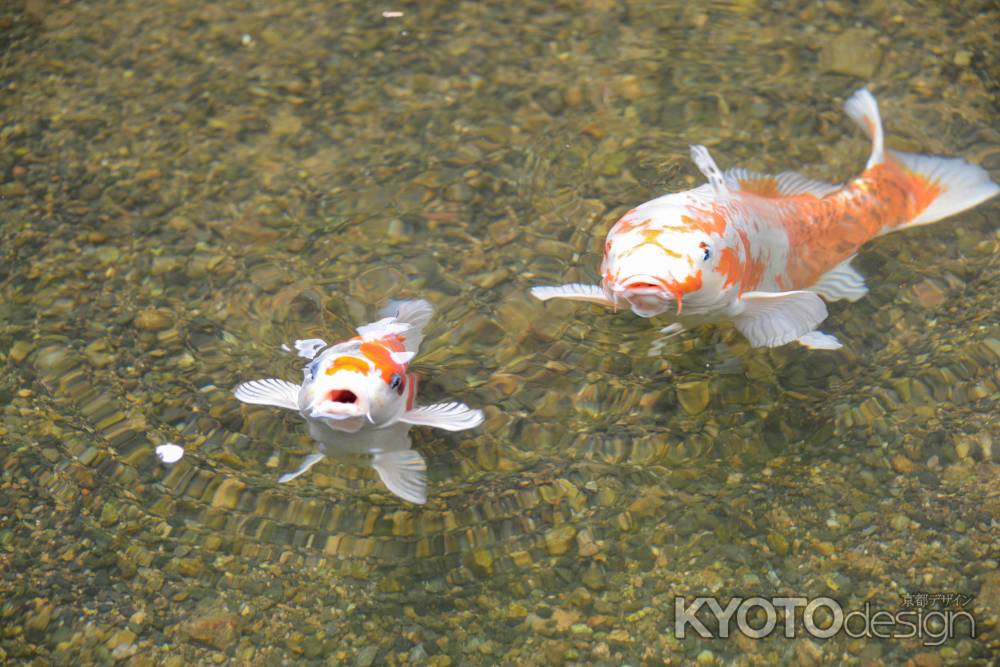 寂光院　池の鯉