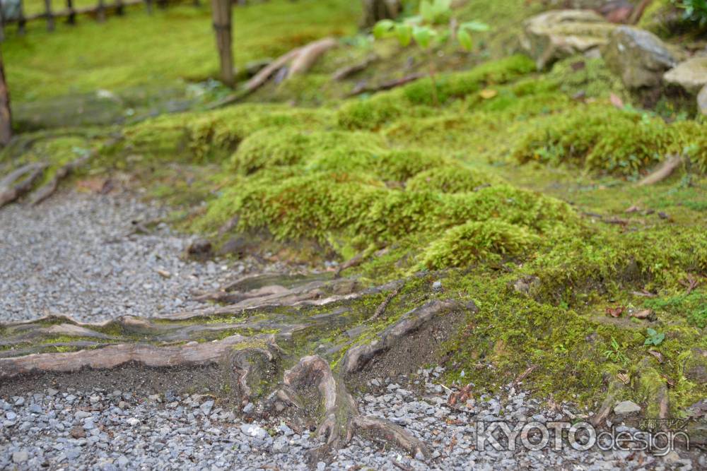 寂光院　苔映える