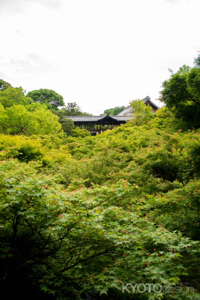 東福寺　一面ひろがる青紅葉