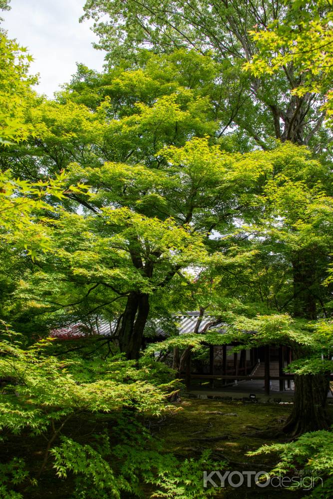 東福寺　時を感じる