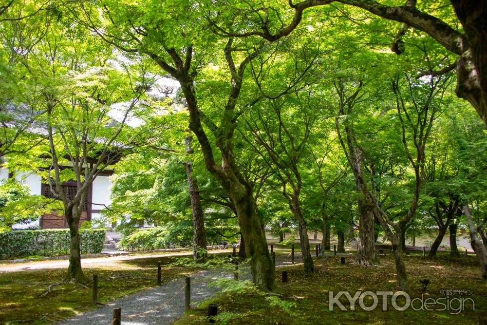 東福寺　日陰の静けさ