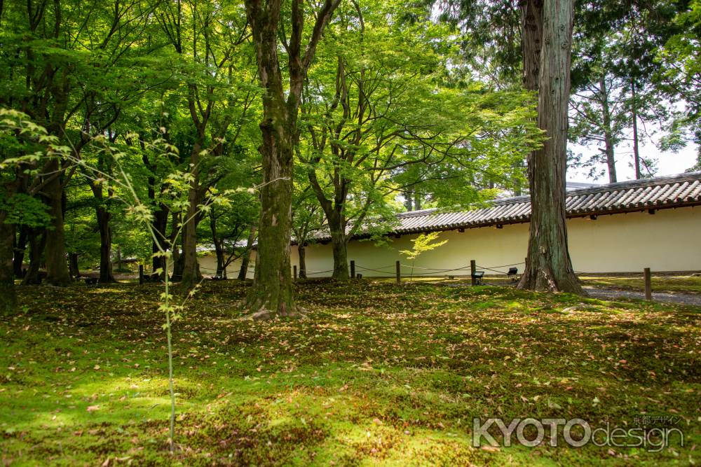 東福寺　緑のじゅうたん