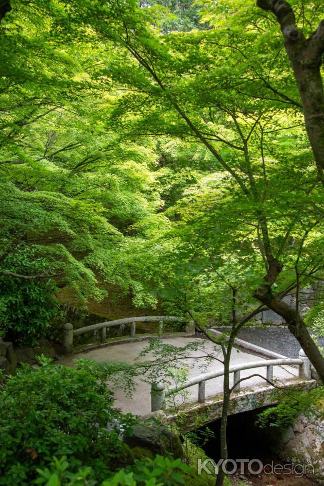 東福寺　青もみじが覆う世界