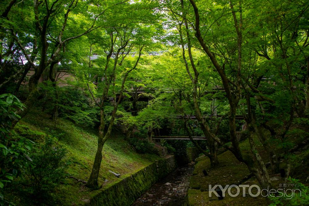 東福寺　緑濃く