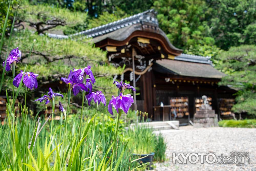 花菖蒲と本殿