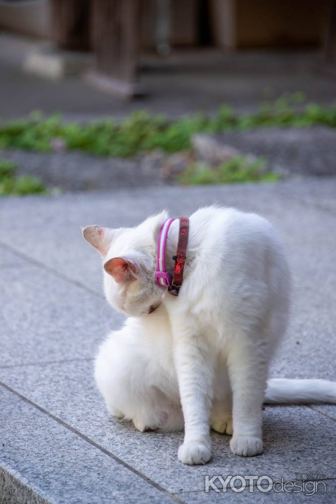 梅宮大社　猫神社