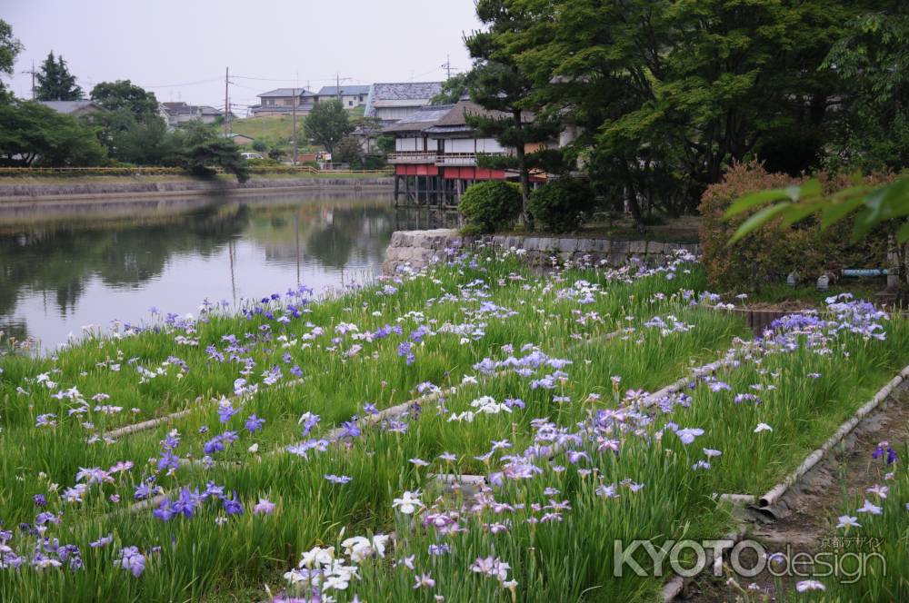 池に群生する花菖蒲