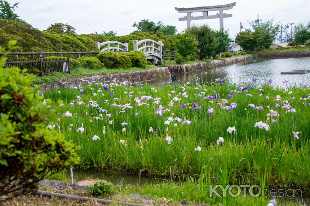 鳥居と花菖蒲