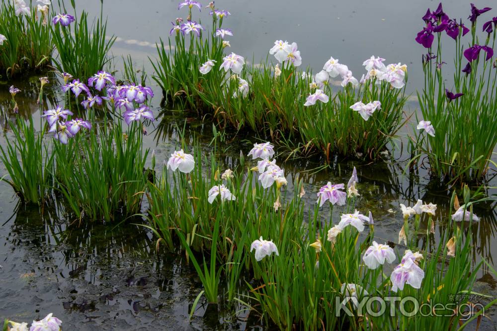 色あい豊かな花菖蒲