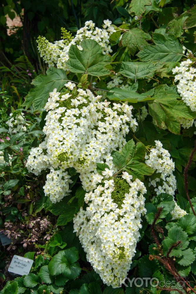 群がる白い小花たち