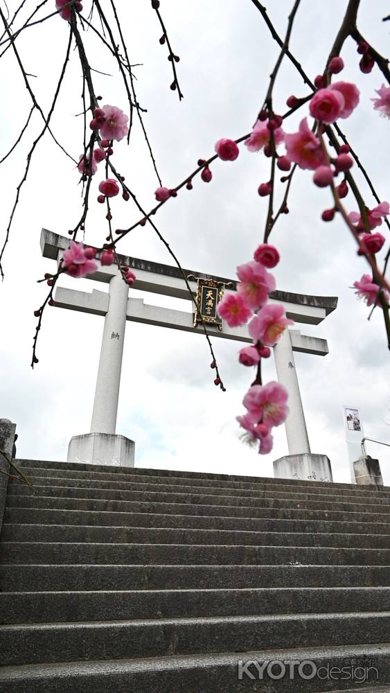 鳥居に梅