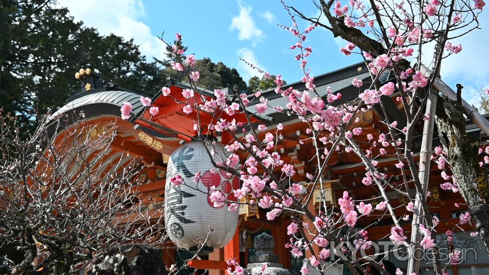 天満宮の梅