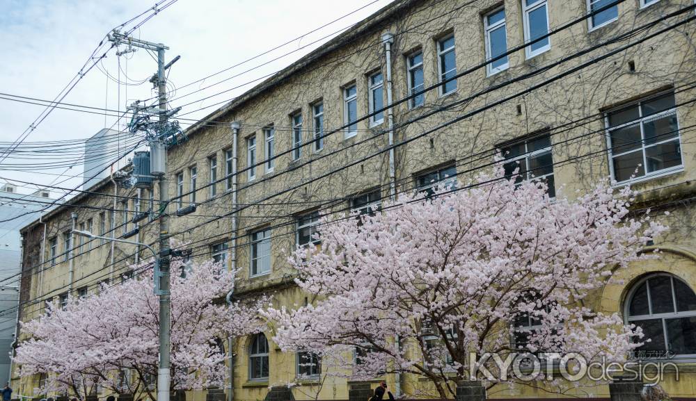 ビジネス街の春告げ桜