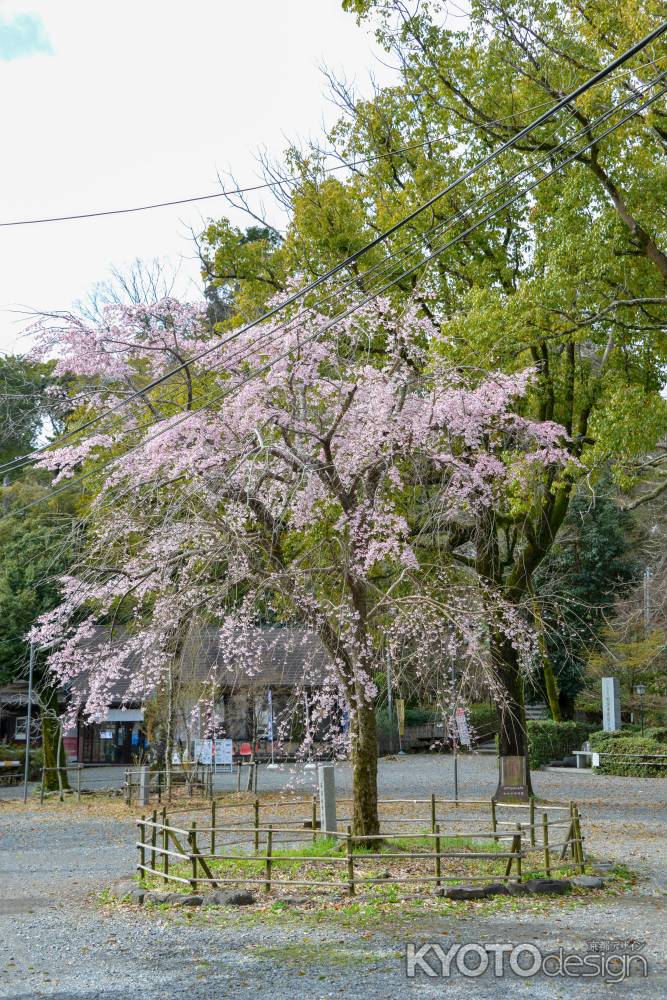 円山のしだれを受け継ぐ