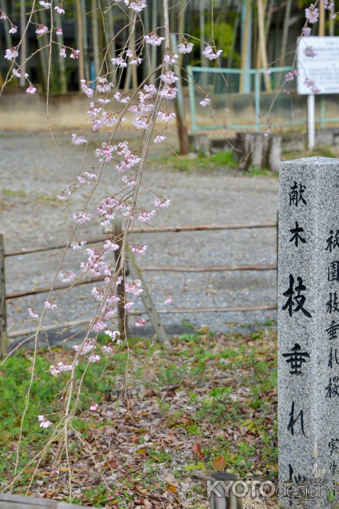 祇園枝垂れの3代目