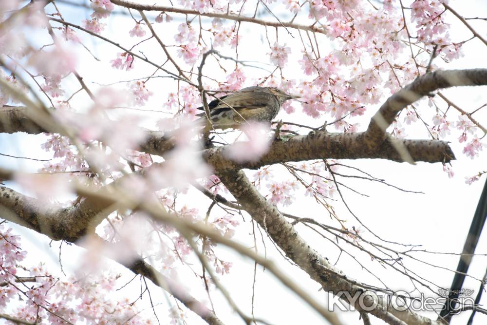 春のさえずり