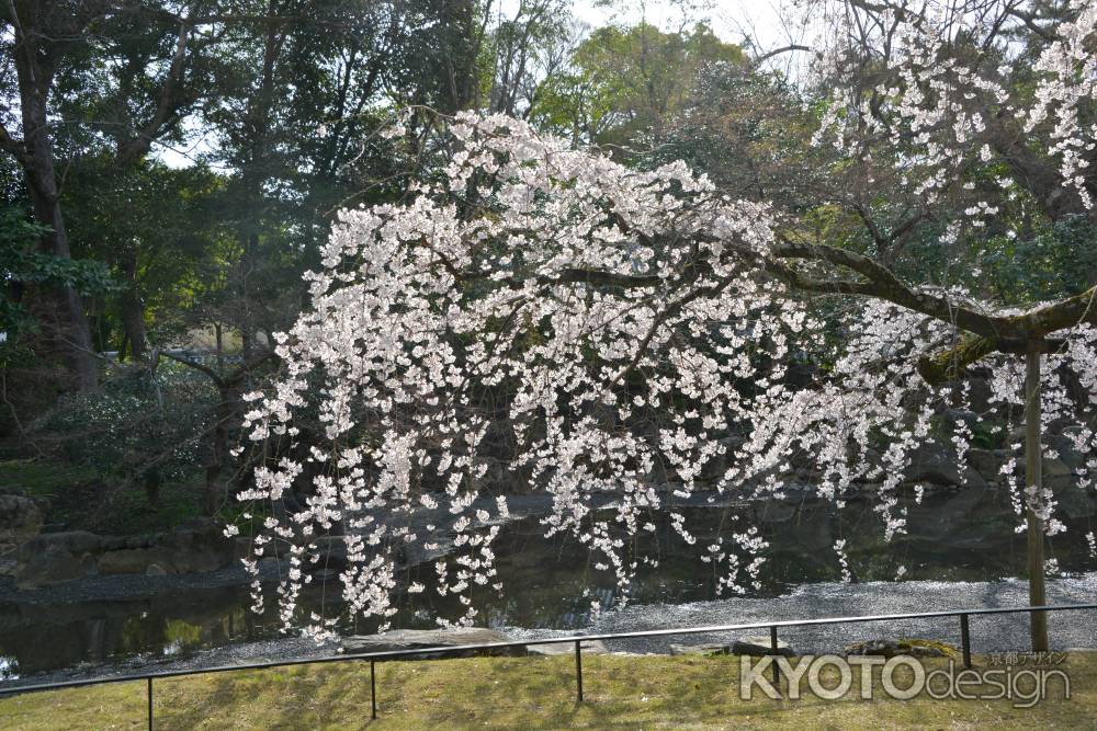 水辺の彩り