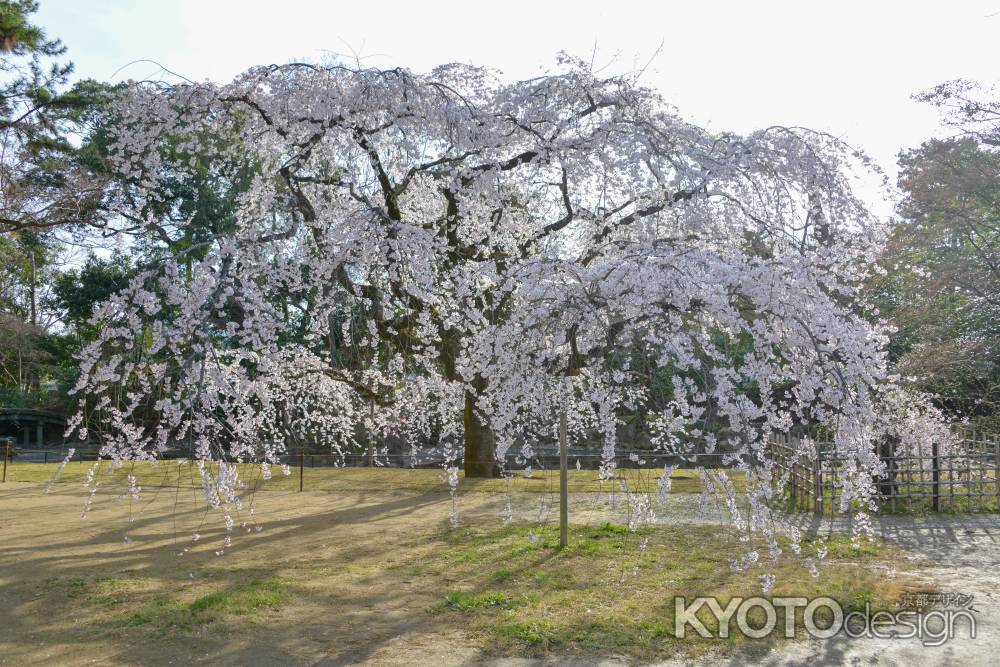 花姿凛々しく