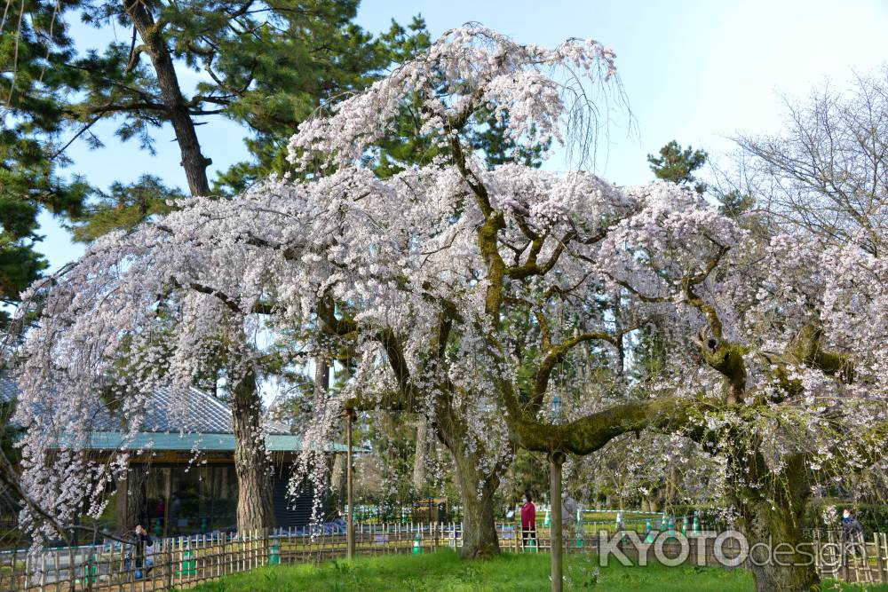 悠々たる糸桜