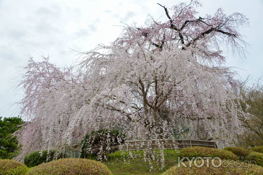 桜空をあおぐ