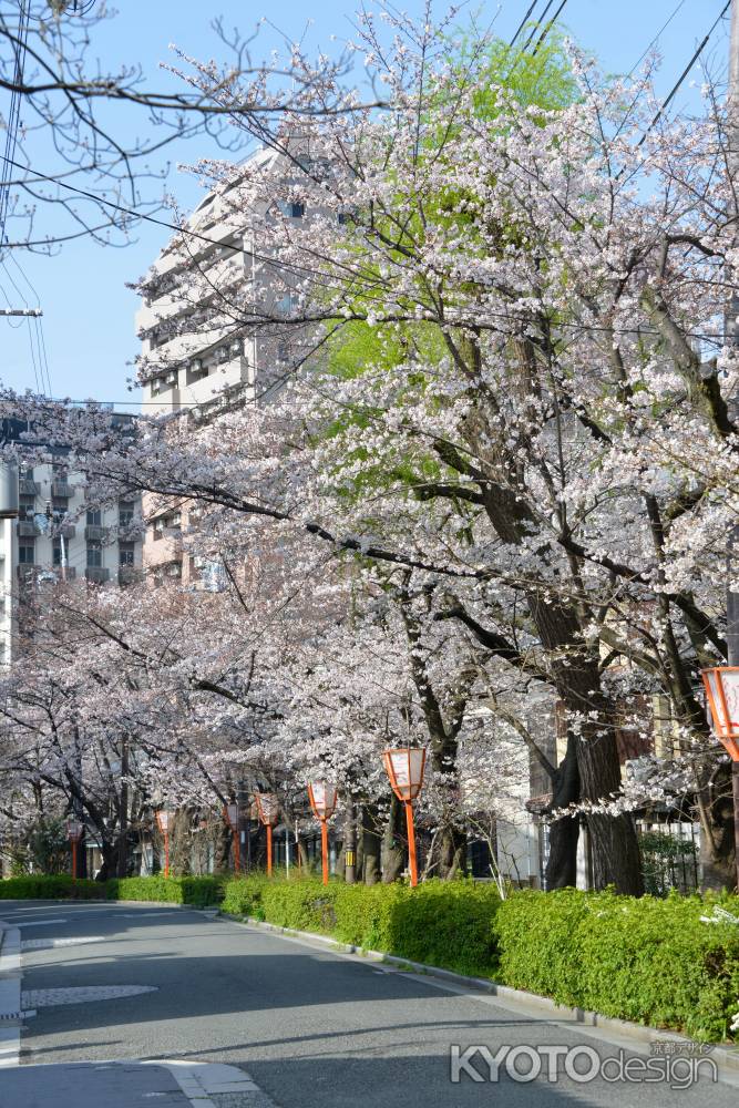 桜の木屋町