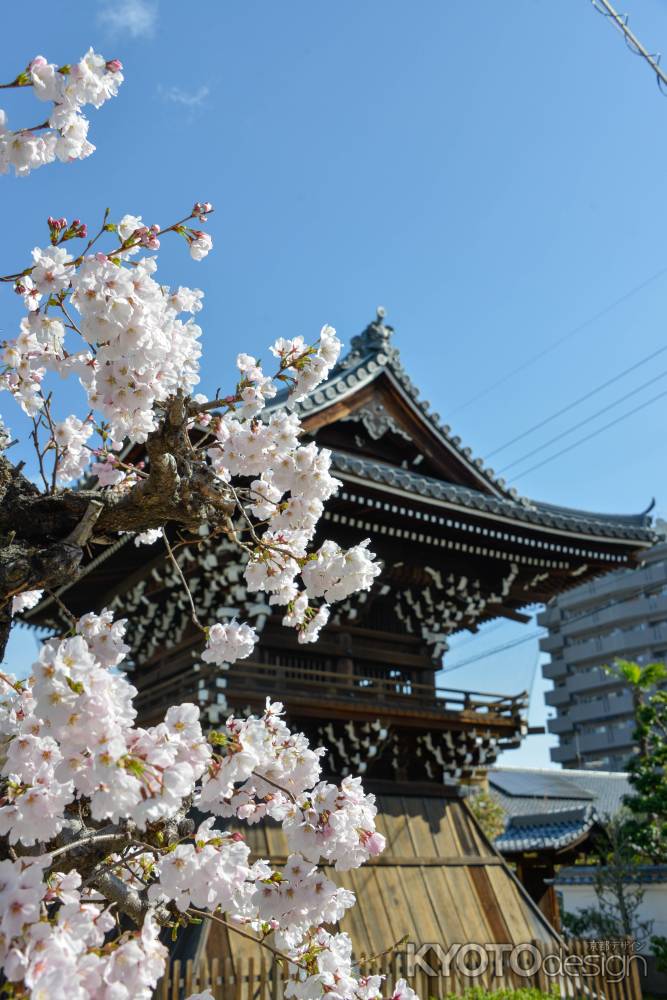 鐘楼と桜