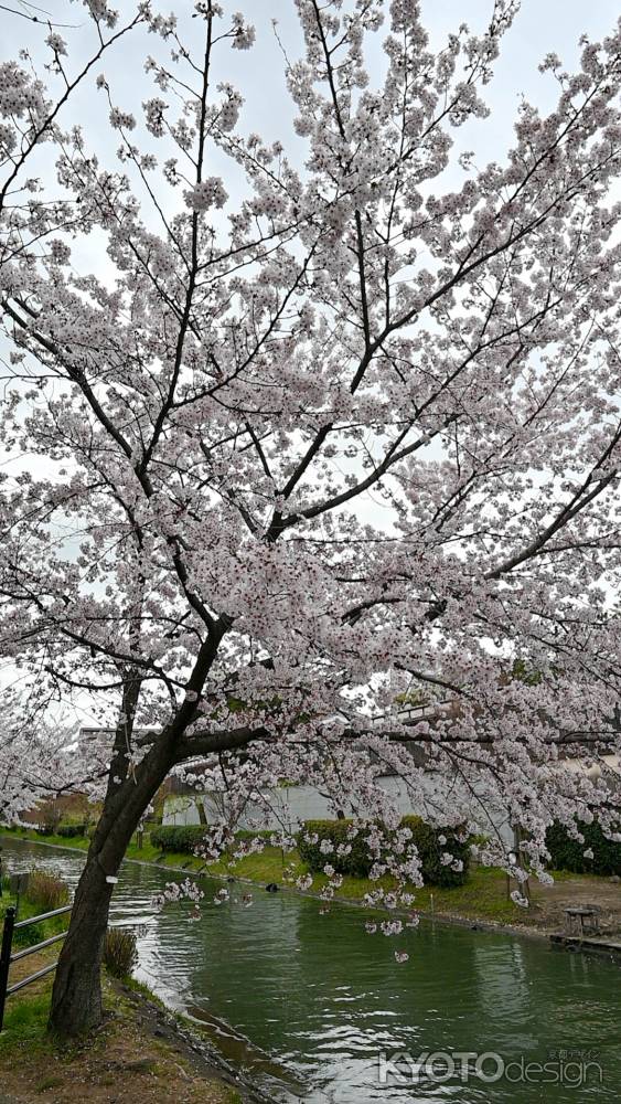 川辺のサクラ