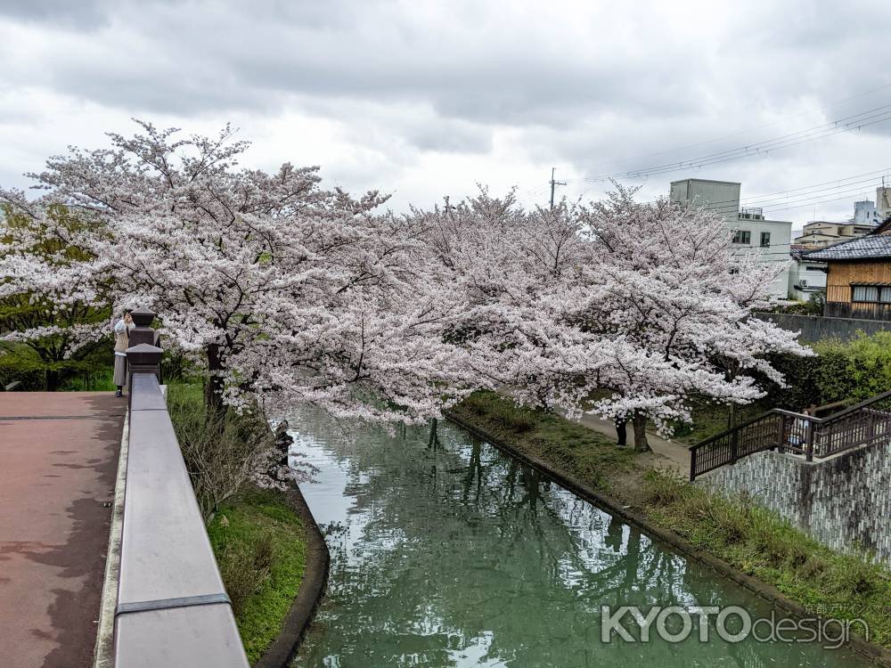 伏見であい橋の桜