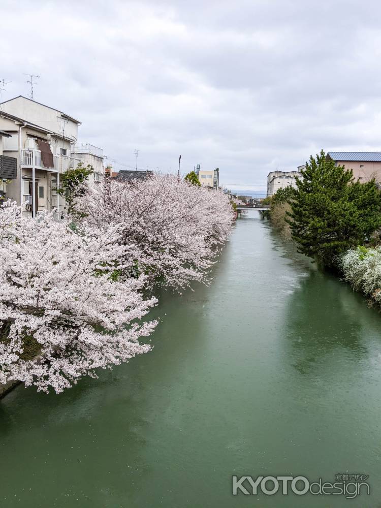 桜はつづく